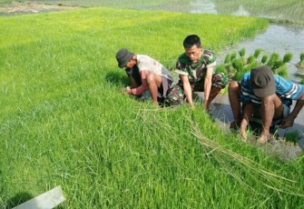 Babinsa Ceper Dampingi Petani  Siapkan Bibit Padi