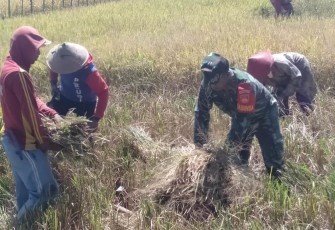 Serma Riantoko Dampingi Petani Panen Padi 