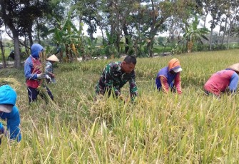 Serda Suparman Bantu Petani Dalam Pendampingan Panen Padi