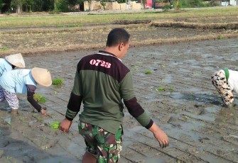Serda Agus T Bantu Petani Turun Kesawah 