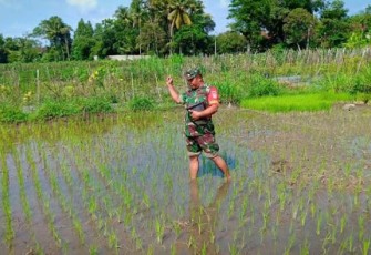 Semangat Babinsa Taskombang Dalam Mendampingi Petani   
