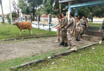 Penertiban Hewan Ternak 