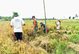 Babinsa Koramil 03/Tepsel Turun ke Sawah