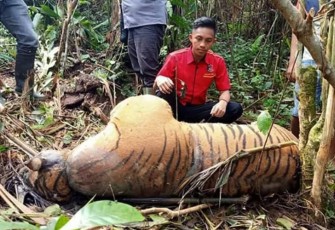 Harimau Sumatera mati saat ditemukan di Seluma