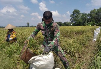 Pendampingan Upsus Pajale Dilakukan Anggota Satgas TMMD Reguler Pekalongan