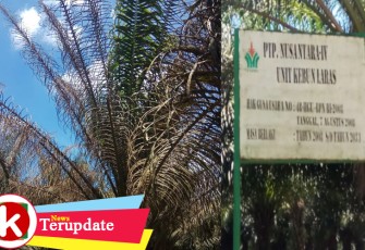 Hama Ulat Kantung Serang Kelapa Sawit PTPN IV Unit Kebun Laras