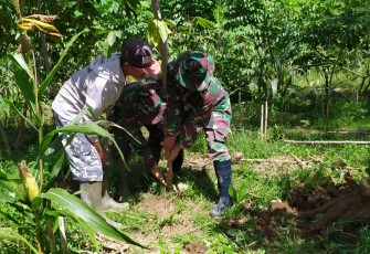 Mencabut Pohon Singkong