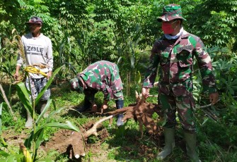 Serda Haryoko Akhirnya Bisa Bawa Pulang Singkong dari Kebun