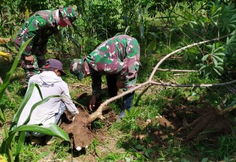 Singkong Kasidi Ternyata Besar-Besar