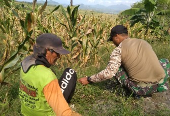 Siangi Rumput agar Hasil Buah Jagung Banyak