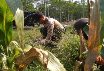 Satgas TMMD Bantu Warga Cari Rumput Pakan Ternak