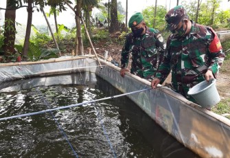 Danramil 1905/Jatiluhur Kapten Inf Gunawan di Lokasi Pembiakan Ikan di Halaman Belakang Makoramil 1905/Jatiluhur