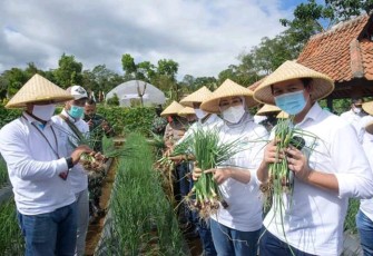 Bupati Purwakarta Anne Ratna Mustika Saat Memanen Bawang Merah Dilokasi Perkebunan di Kecamatan Kiarapedes Kabupaten Purwakarta