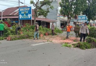 Proses Evakuasi Pohon Tumbang