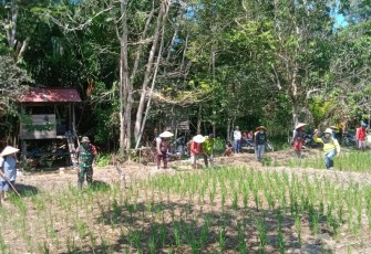 Babinsa Koramil 1206-06/Putussibau Utara Dampingi Warga Binaannya Tanam Padi