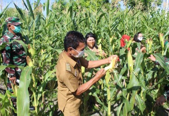 Kodim Palangka Raya Gandeng Kelurahan Pahandut Wujudkan Ketahanan Pangan