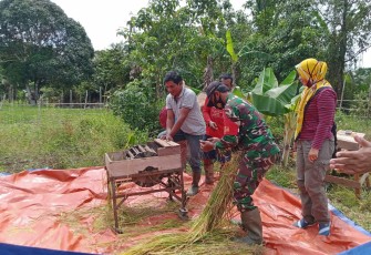 Melihat Desa Binaannya Babinsa Membantu Warga Giling Padi