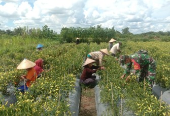 Babinsa Kodim 1203/Ktp Dampingi Petani Panen Cabe, Ini Kata Pak Kades 