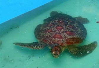 Penyu Hewan Dilindungi 