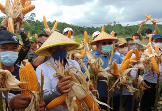 Panen Raya Jagung Nusantara yang dipusatkan di Kabupaten Grobogan, Provinsi Jawa Tengah yang dihadiri langsung oleh Menteri Pertanian