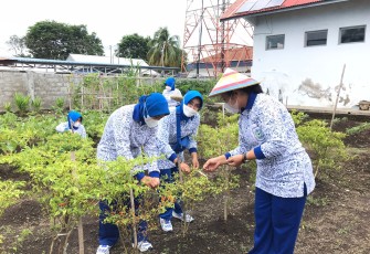 Ketua Jalasenastri Yonmarhanlan VIII Bitung saat pimpin panen hasil ketahanan pangan