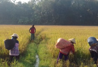  Kades Tumpukan, Karangdowo Panen Padi Dibagikan ke Warga