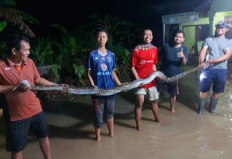 Penemuan ular piton saat terjadi banjir di Desa Tondokerto
