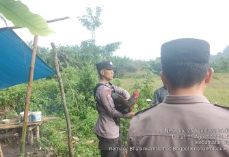 Saat penggerebekan Lokasi Sabung Ayam