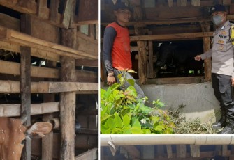 Personel Polres Kepahiang saat Monitoring Ternak Warga