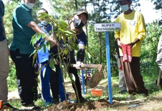 Tiga pilar Kabupaten Trenggalek, saat melakukan penanaman sejuta pohon, di destinasi wisata Banyu Lumut, Desa Tegaren, Kecamatan Tugu, Jumat (28/1/2022)