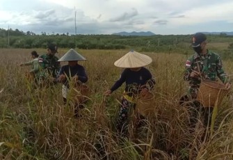 Jaga Ketahanan Pangan, Satgas Perbatasan Panen Padi Darat Bersama Warga