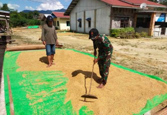 Satgas Yonif 144/JY Bantu Warga Menjemur Padi Darat
