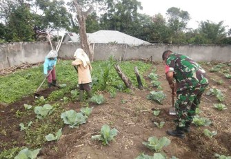 Babinsa Sidikalang Bantu dan Dampingi Petani Kol 