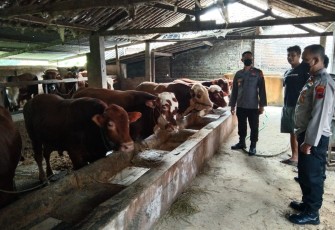 Polres Klaten dan dinas terkait saat memantau hewan ternak sapi, Sabtu (14/5/2022)