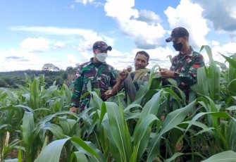 Perawatan tanaman jagung di perbatasan. Kamis (19/05/2022)
