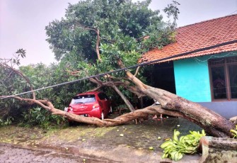 Pohon tumbang diterjang angin kencang di kecamatan Kendal