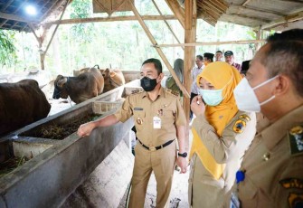 Bupati Pati turun langsung memantau PMK hewan ternak