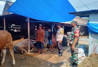Pengecekan kesehatan hewan ternak jelang idul Adha di wilayah Kodim 0803/Madiun
