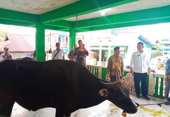 Penyerahan sapi kurban