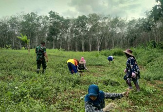 Pembukaan lahan Porang bersama warga di desa Mungkur Raya