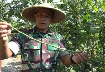 Kolonel Inf Deni saat memetik kacang panjang