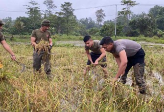 Keberhasilan program Kasuari saat panen raya padi 