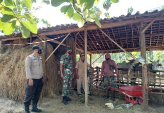 Pendataan vaksinasi ternak sapi warga binaan