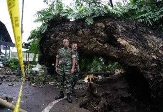 Pangdam Hasanuddin Mayjen TNI Dr. Totok Imam Santoso tinjau langsung pohon trembesi tumbang, Jum'at (23/12)
