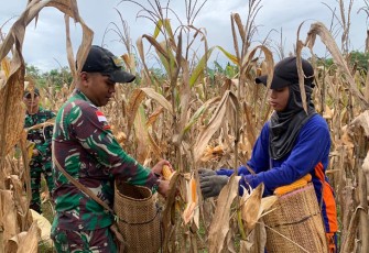 Satgas Pamtas RI-MLY Yonif 645/GTY saat Panen Jagung Bersama Masyarakat Perbatasan