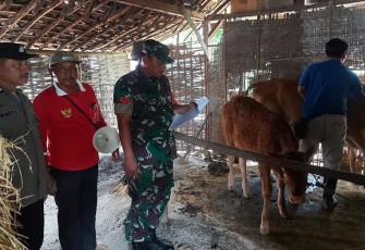 Kodim Madiun Gandeng Denkesyah dan DKPP saat Berikan Vaksin PMK Pada Hewan Ternak