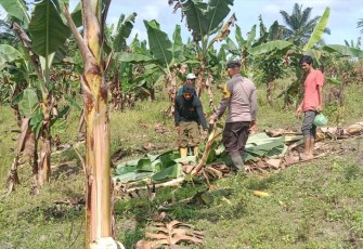 Polisi dan warga saat menghalau gajah liar yang merusak tanaman di Dusun Blang Perak.