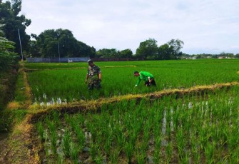 Bantu warga binaan kendalikan hama gulma tanaman padi