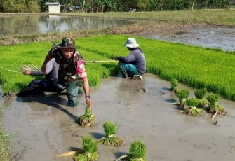 Penyiapan bibit padi petani binaan