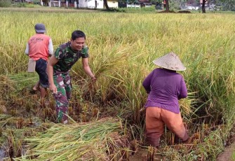 Dampingi warga binaan panen padi